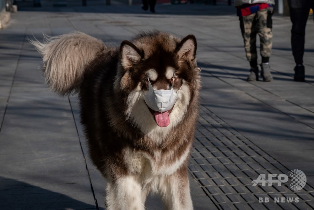 新型コロナ、犬への感染確認 香港患者のペット