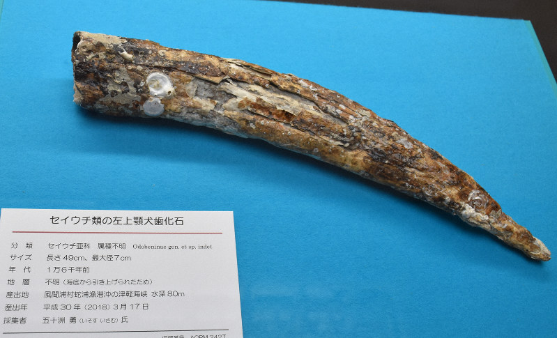 1万6000年前のセイウチの化石、青森の漁師が発見　展示スタート