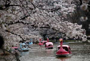 東京都、82公園での花見宴会の自粛要請　人出全国一の上野など - ロイター