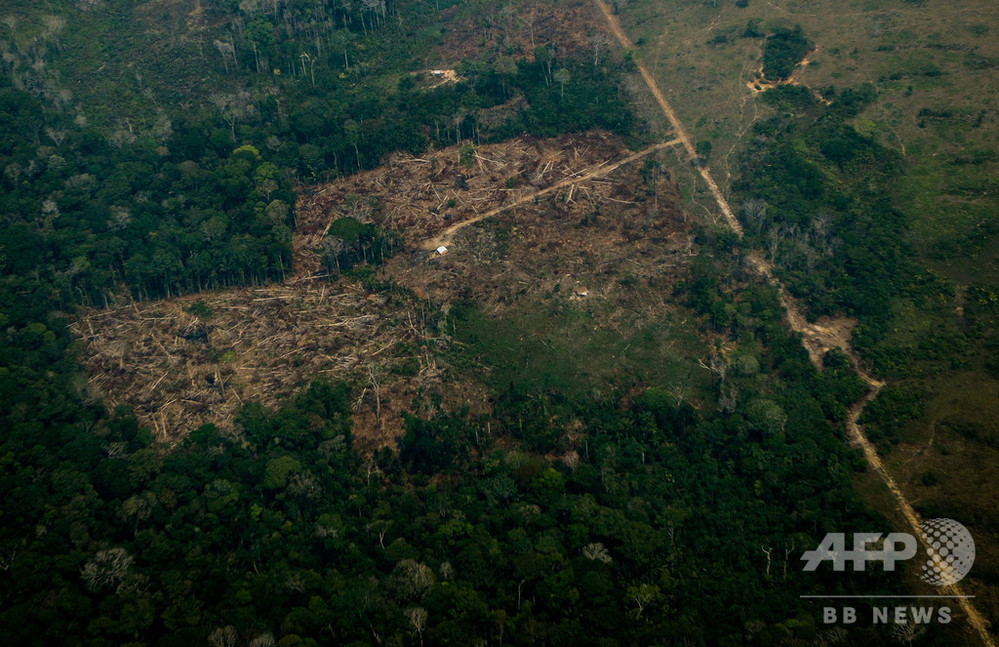 アマゾン熱帯雨林、2035年までにCO2吸収能力失う恐れ 研究