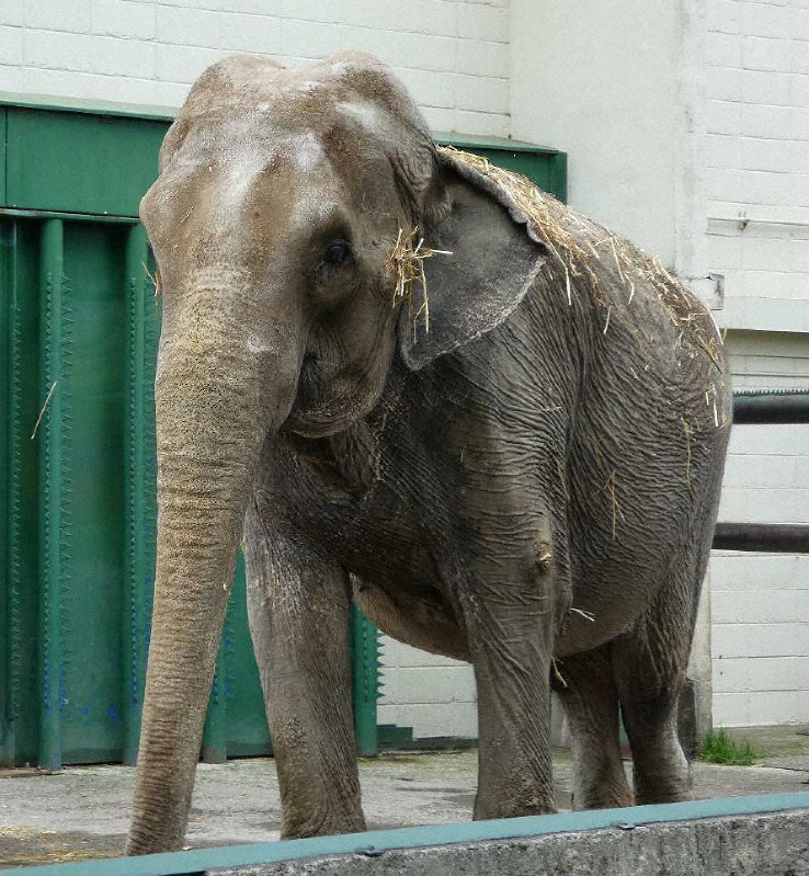 雌で国内最高齢　インドゾウの「ナナ」死ぬ　59歳　おびひろ動物園の“シンボル”