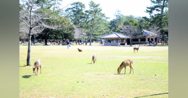 奈良中心部　消えた観光客　鹿せんべい8割減　宿泊キャンセル止まらず　高齢客激減