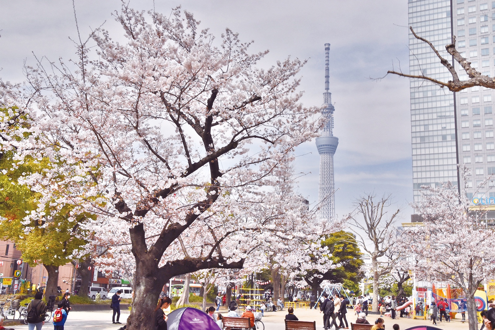 東京の観光名所と一緒に桜を楽しみませんか？