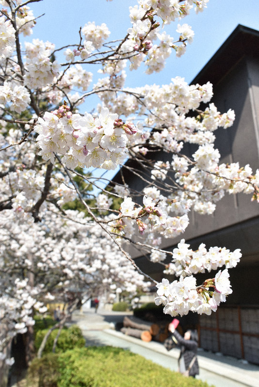 春告げる涅槃桜　総本山善通寺で見ごろ　香川