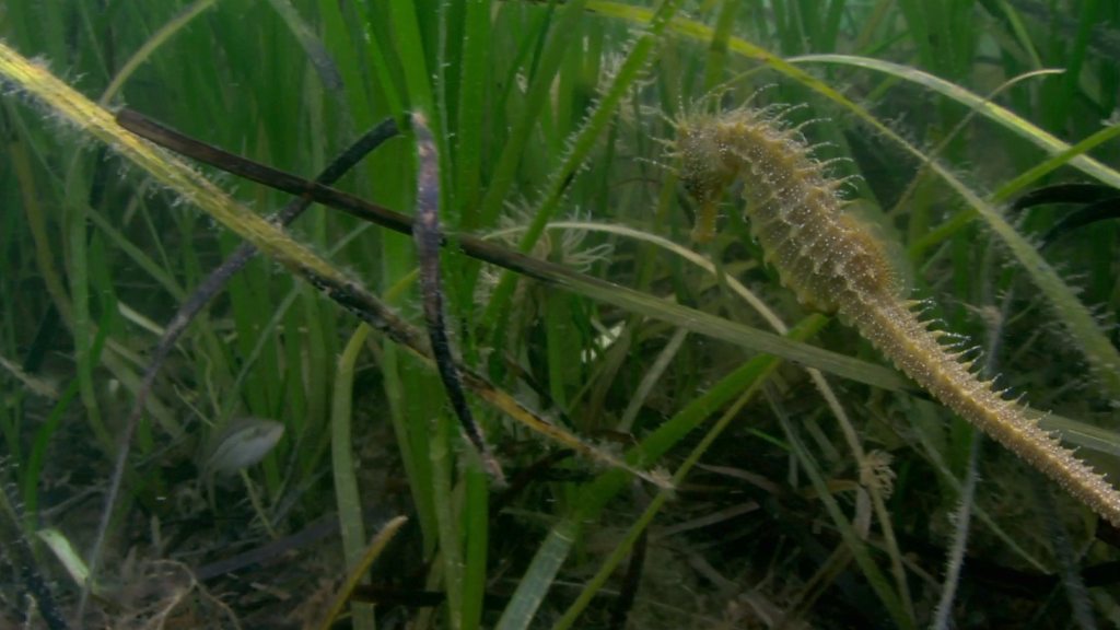 Seagrass planted to help climate change fight