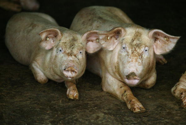 恐怖の「アフリカ豚熱」が、新型コロナの陰で日本に上陸する可能性