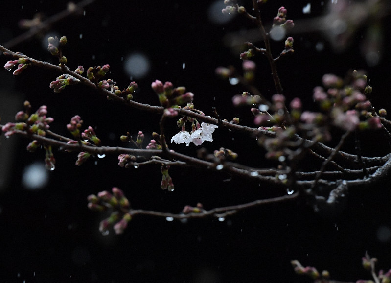東京で桜が開花　観測史上最速　23日に満開見込み