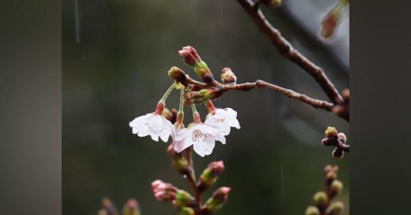 東京・靖国神社で桜開花　雨の中の開花宣言　観測史上最も早い記録