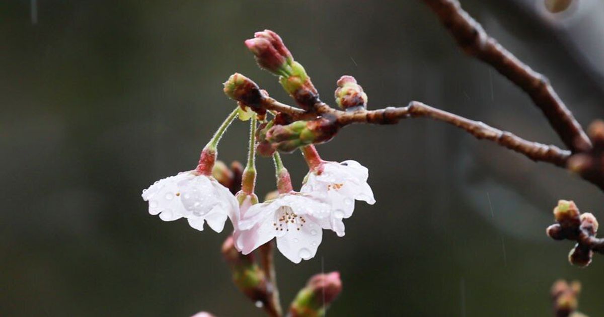 東京で桜が開花。観測史上最も早い