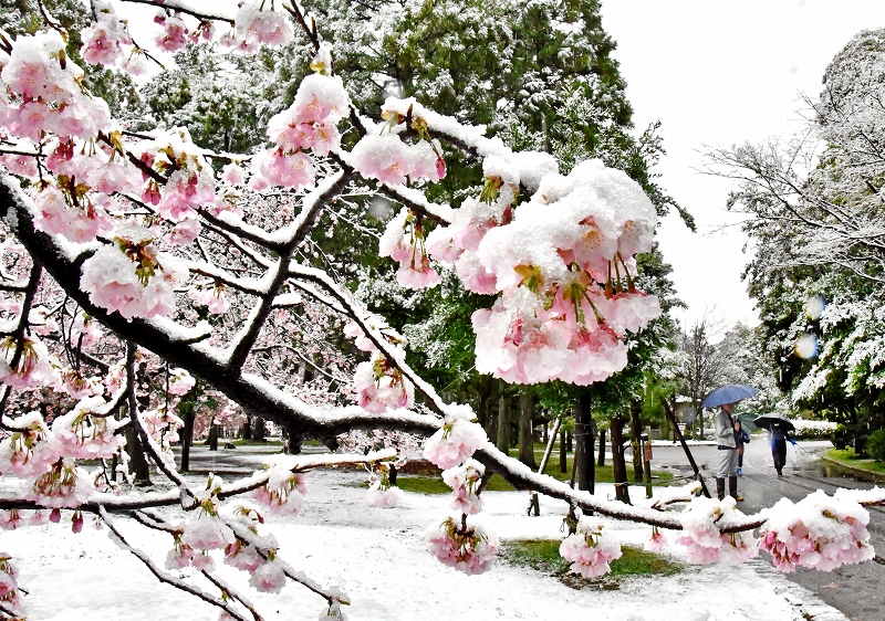 花冷え、白雪に映える満開の桜