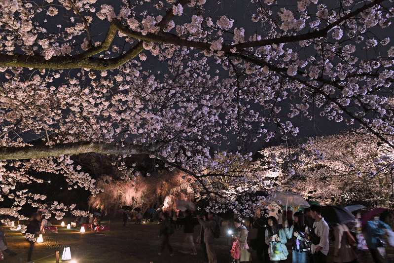 二条城、円山公園など　京都市、桜のライトアップ中止せず　新型コロナ