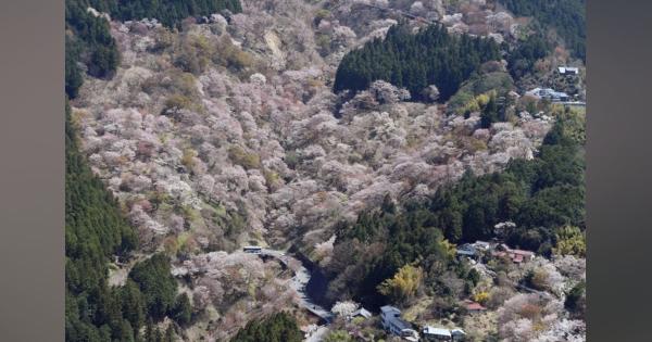 桜の名所、奈良・吉野山　花見キャンセル相次ぎ「非常に厳しい春」