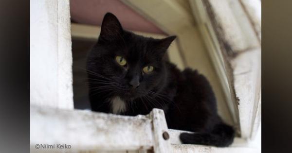 白黒猫ばかりを紹介してくれる「水玉くん」　ポーランドで見かけた、冬の寒さもしのげる「外猫」の家
