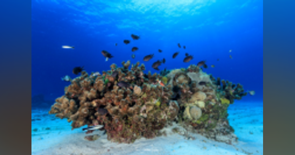 海水の温度が海洋生態系の健全性に悪影響　沖縄科技大などの研究