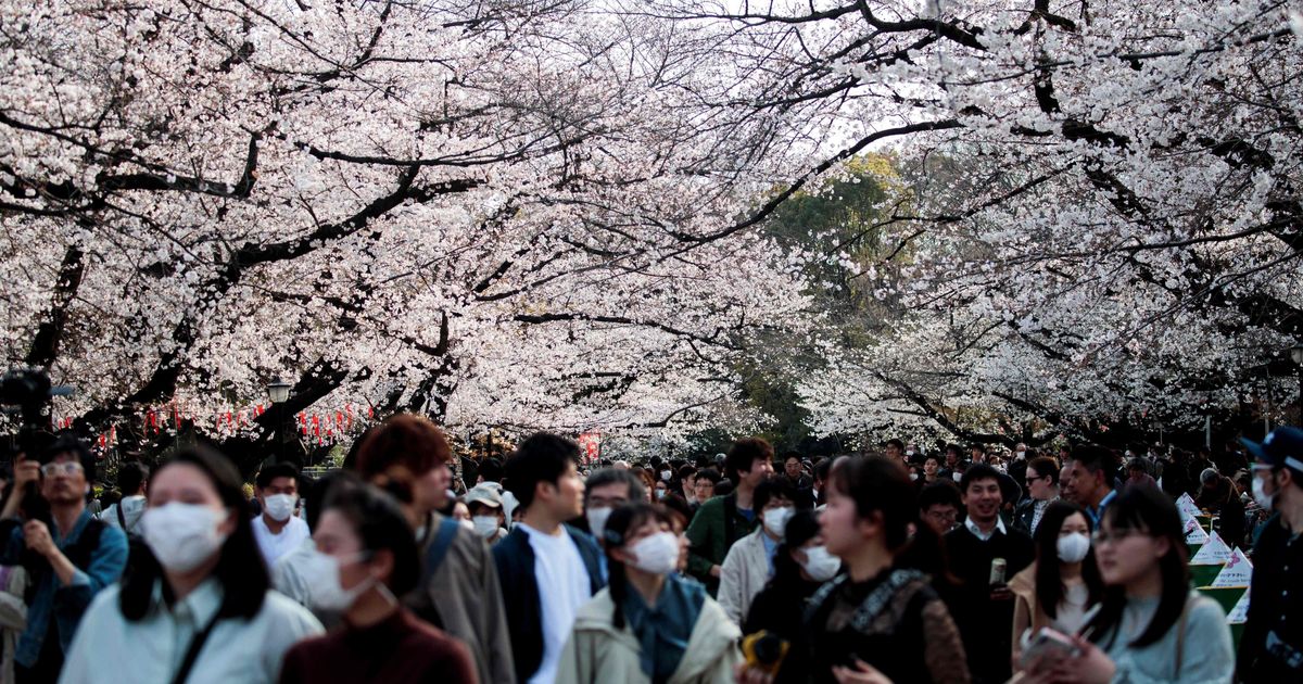 【新型コロナ】油断は禁物。日本の花見を海外メディアが報道「警告にも関わらず…」