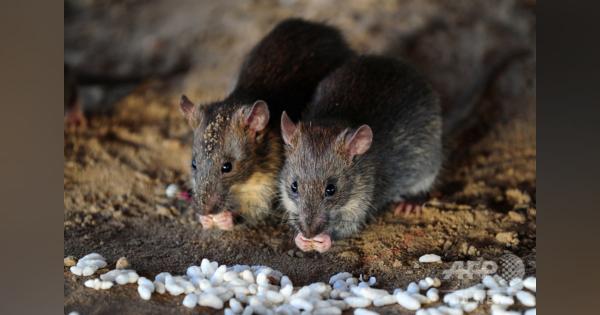 ネズミは「匂い」で飢える隣人を救う、独研究
