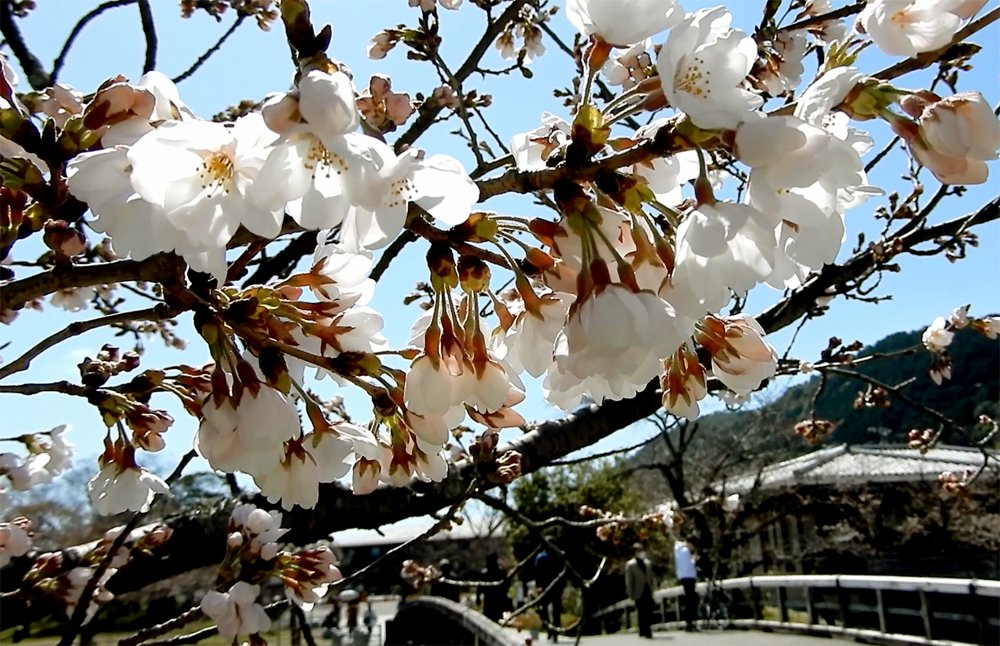 京都・嵐山で桜咲き始め　早咲きは満開も