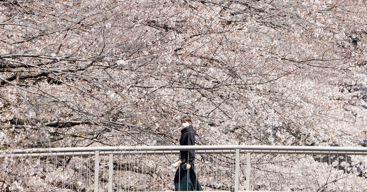 上野・代々木・井の頭公園は一部封鎖。花見で有名な公園に聞いた、外出自粛の東京の週末は？