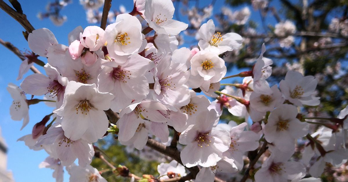 「桜はきっと来年も咲きます」小池百合子都知事、外出自粛を改めて要請（定例会見）