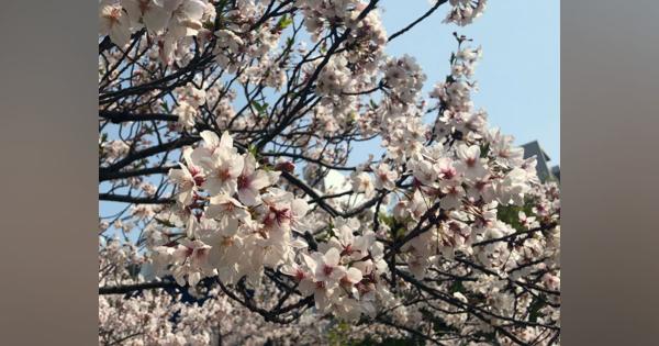 上野公園や井の頭公園は一部通行止めに　花見客の感染予防で