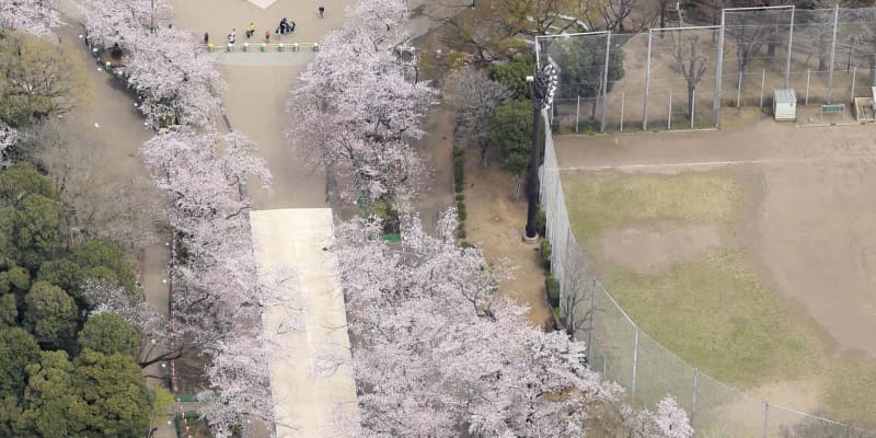 東京・上野は桜満開も人影少なく　浅草「客ゼロに近い」