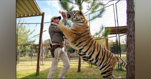 ネコ科の大型動物が主役のドキュメンタリー番組「Tiger King」はNetflixの最もすごい番組か?