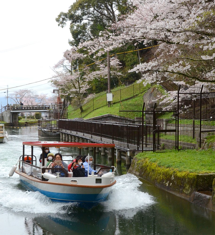 水路沿いのサクラ、船上から楽しむ　大津－京都「びわ湖疏水船」運航開始