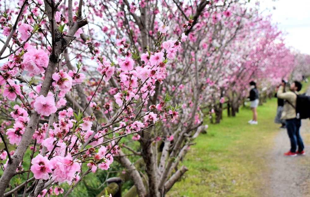 あでやかハナモモ、春風に揺れる　京都・巨椋池干拓地