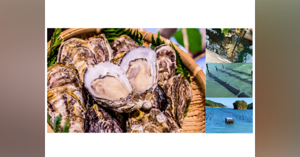 ICTで漁業の安定化と効率化へ--KDDI、徳島県海陽町で「あまべ牡蠣スマート養殖事業」
