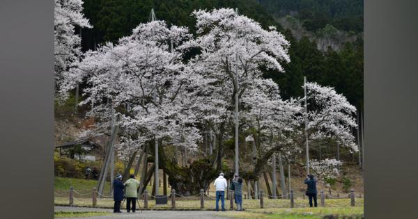 岐阜・根尾谷の淡墨桜満開　新型コロナでライトアップ、露店なし