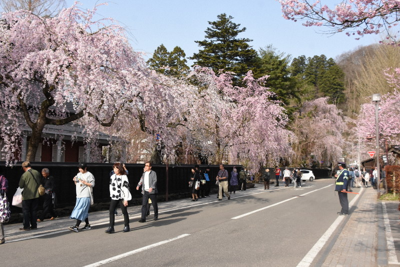 春はすぐそこなのに…秋田「角館の桜まつり」中止　ライトアップは実施