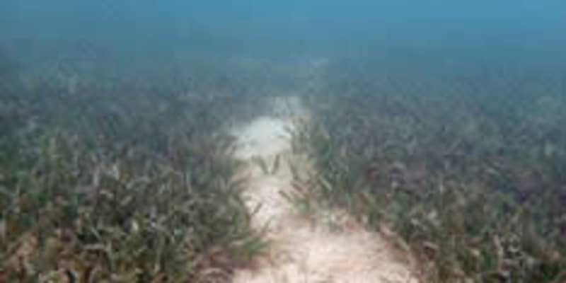 ジュゴン、沖縄の2島に生息か　海草食べた跡、環境省が確認