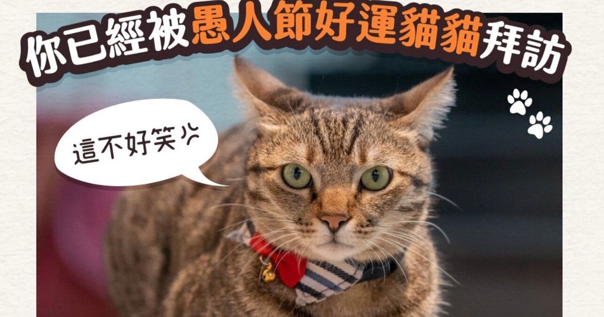 エイプリル・フールに新型コロナの嘘はやめて。「代わりに猫画像を拡散しよう」台湾のトップが珍提案