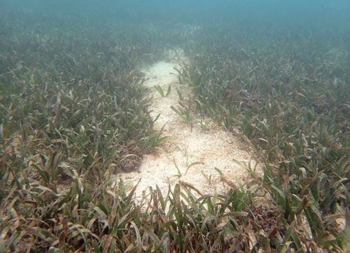 ジュゴン、波照間と伊良部島周辺で「食み跡」か　最近付いたものも　環境省調査
