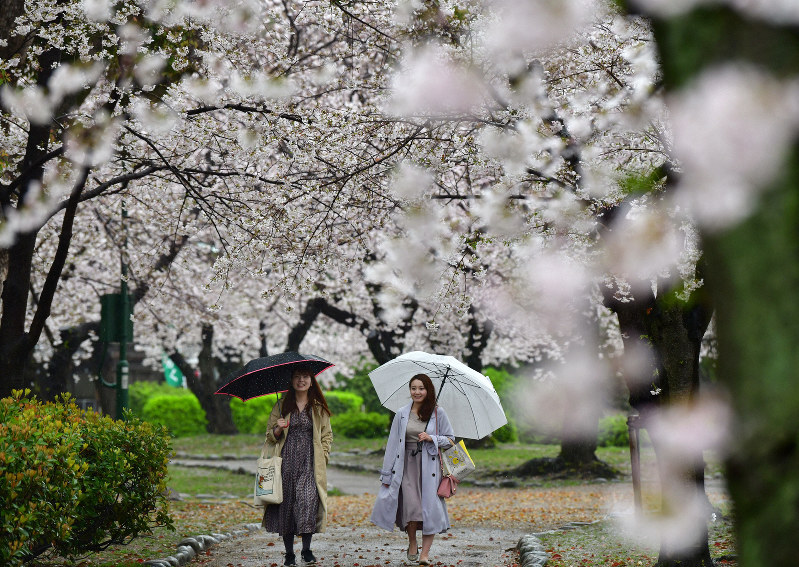 名古屋、岐阜で桜満開　あいにくの雨