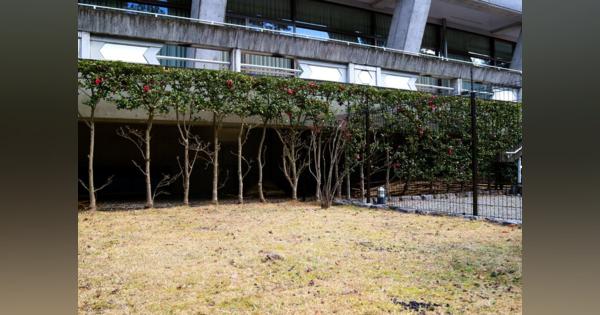 シカ食害で日本庭園「見るに堪えない状況」に　京都国際会館、対応に苦慮