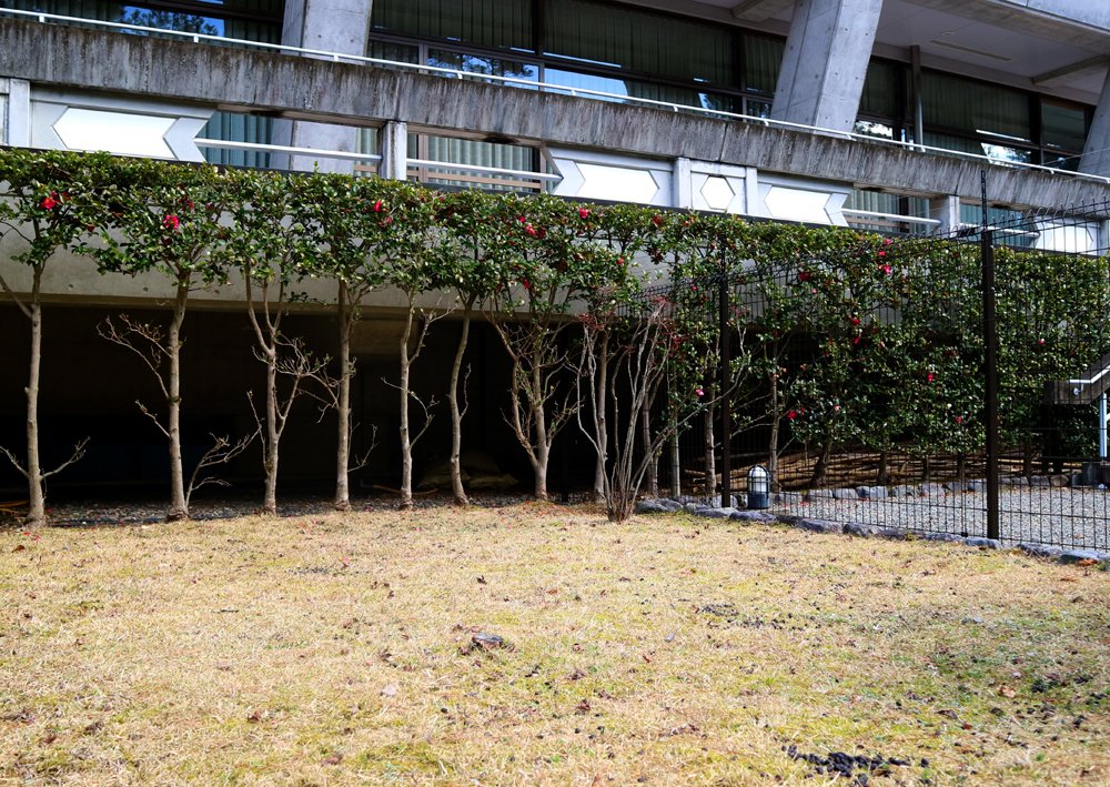 シカ食害で日本庭園「見るに堪えない状況」に　京都国際会館、対応に苦慮