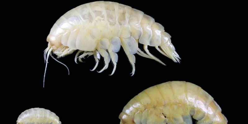 新種の深海生物にプラ粒子　英大研究グループ、マリアナ海溝