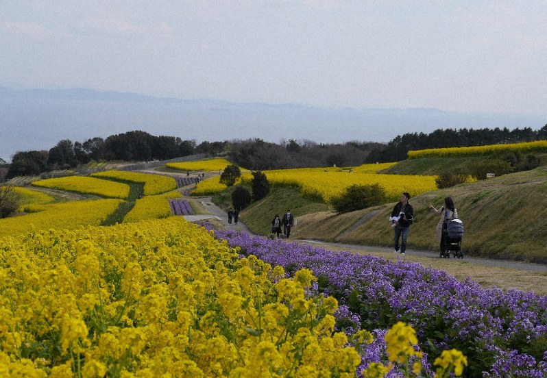明石海峡一望できる黄色いじゅうたん　菜の花100万本見ごろ　淡路
