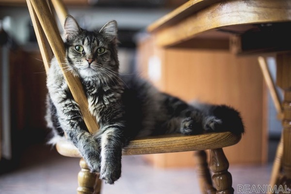 ［リアニマル］猫の食べ物はここに注意！ あげてよいもの、ダメなもの