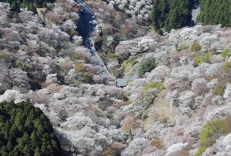 山肌染める淡いピンク　吉野山の桜が満開　奈良
