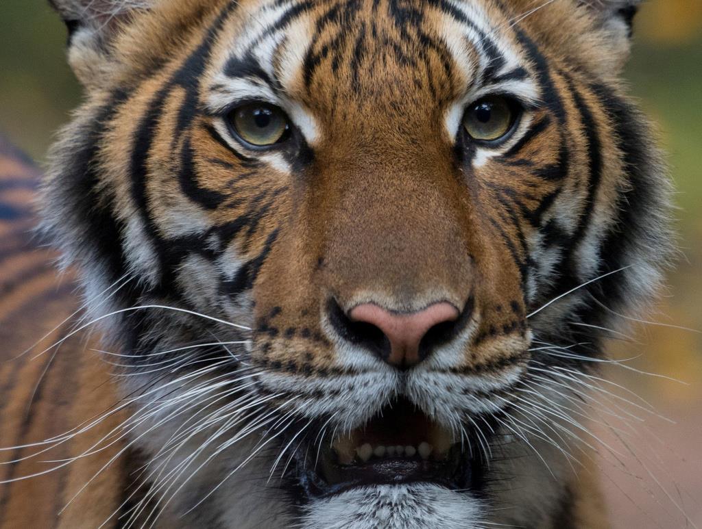 米ニューヨークの動物園でトラが新型コロナ感染