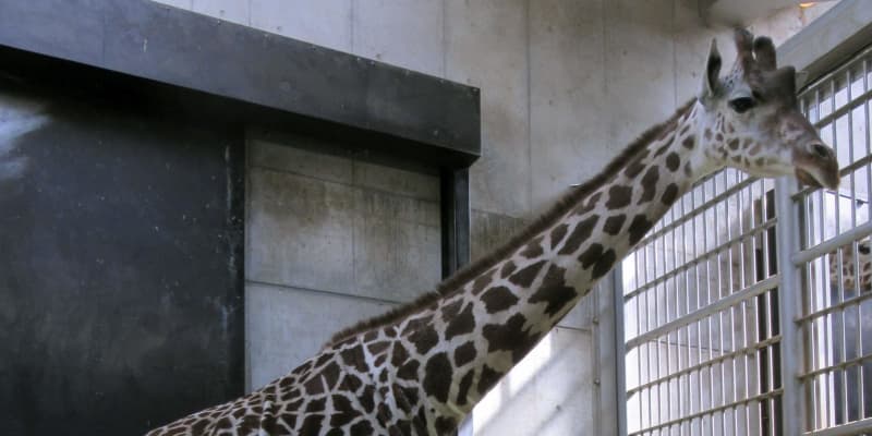 キリンの赤ちゃんが誕生、大阪　天王寺動物園、6月公開予定