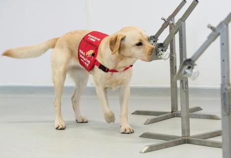 コロナ探知犬の訓練開始へ、検査対象絞り込みで検査削減の切り札に？