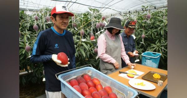 赤々、完熟マンゴー　鹿児島・大崎で出荷スタート