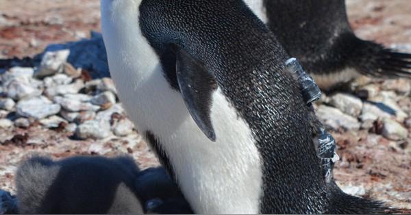 南極沿岸などに海洋生物利用「重要海域」　ペンギンなどの行動追跡　日本含む国際研究チーム