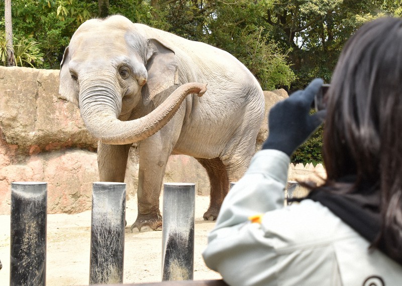 到津の森公園の「#休園中の動物園」　練習中のロバ、貫禄のゾウ…動画配信