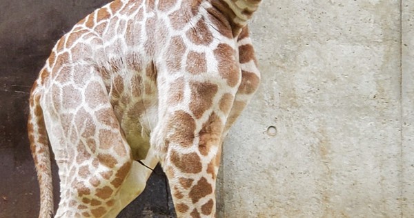 生後1週間キリンの赤ちゃん死ぬ　大阪の天王寺動物園　休園中で名前ないまま