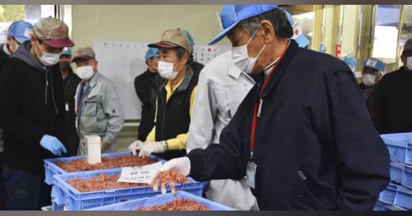 静岡でサクラエビの初競り　昨年より禁漁区狭め操業