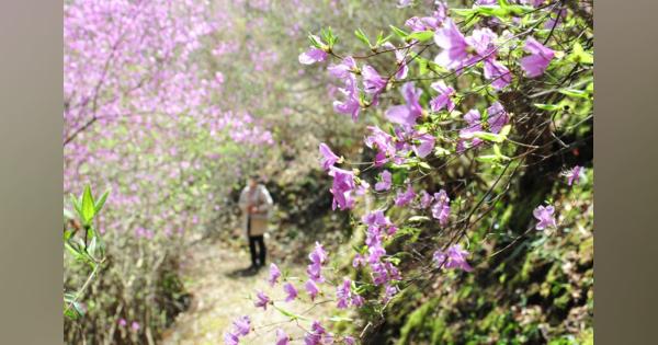「花の寺」赤紫に　ミツバツツジが見ごろ　綾部市の楞厳寺　京都